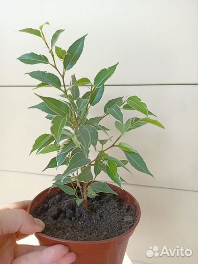 Фикус бенджамина