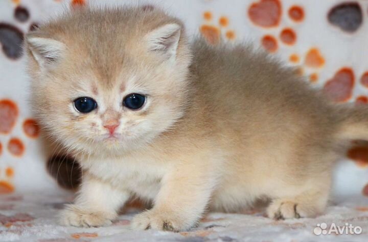 Котята золотые британские шиншиллы