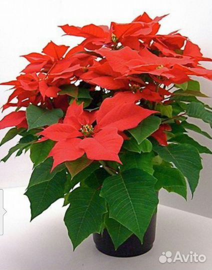 Пуансетия