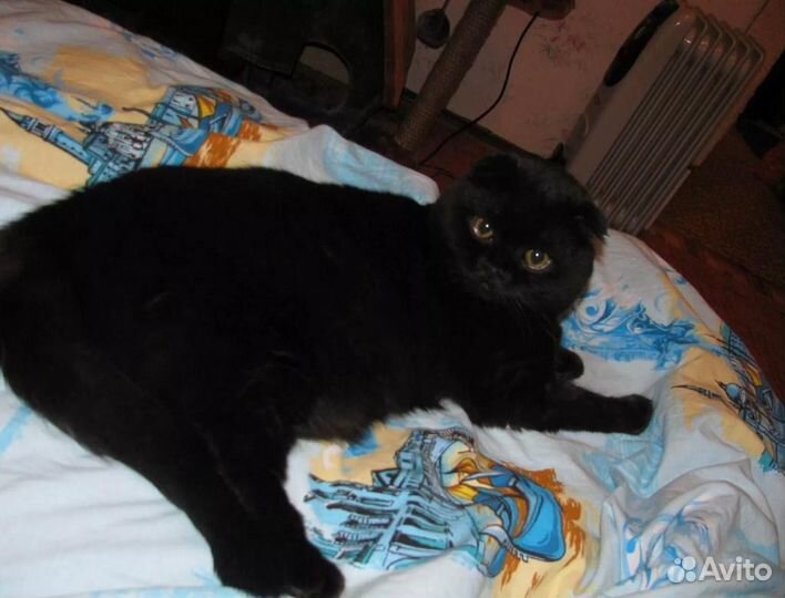 Шотландская вислоуха девочка