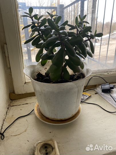 Продам цветы комнатные