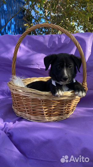 Щенок мальчик