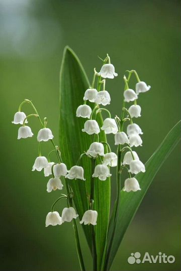 Хоста,лилейник,папортник