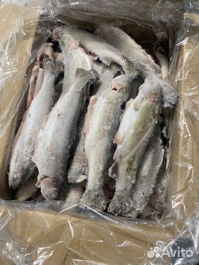 Форель радужная речная