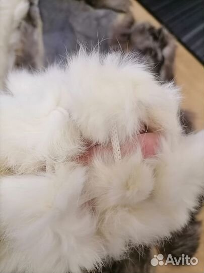 Натуральный мех