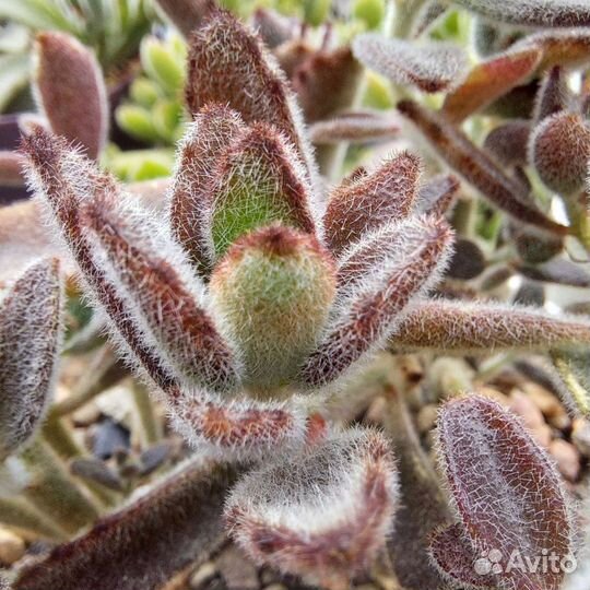 Суккуленты Каланхое, Седум