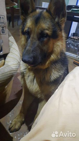 Немецкая овчарка(кто видел, позвоните)