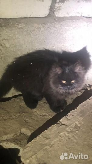 Котик в добрые руки