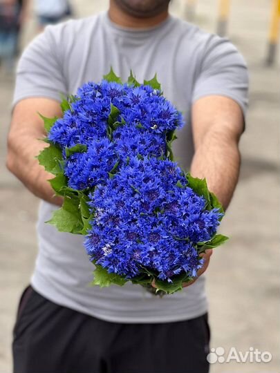 Васильки цветы букет из васильков живые