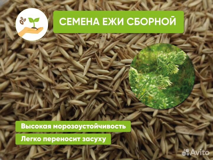 Семена ежа сборная