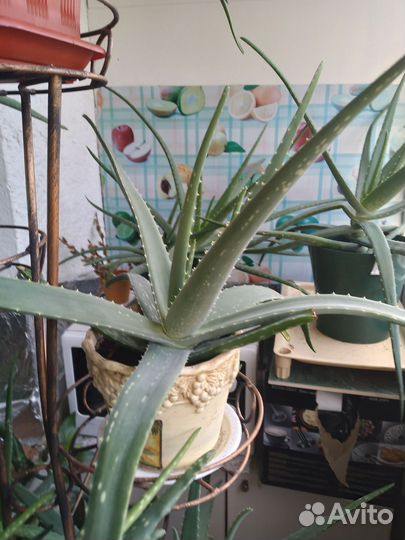 Каланхоэ лечебное