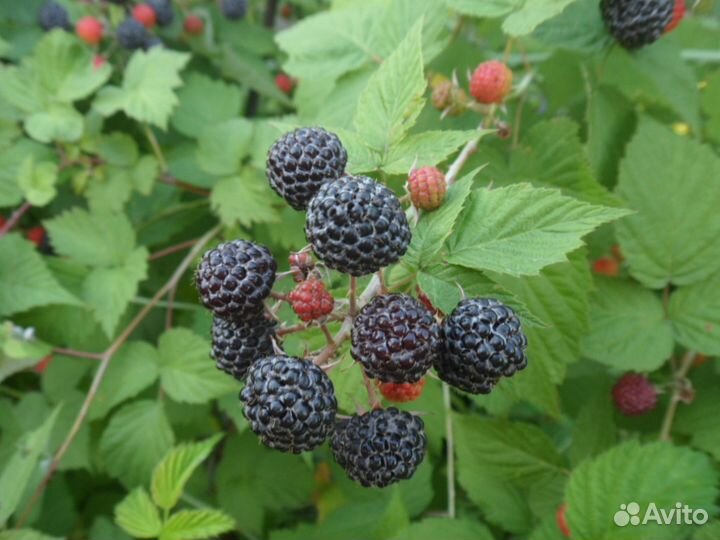 Саженцы малины красной, желтой, черной и розовой