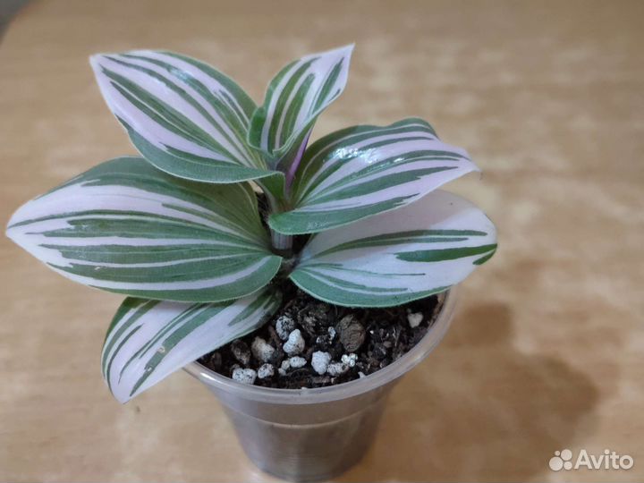 Традесканция