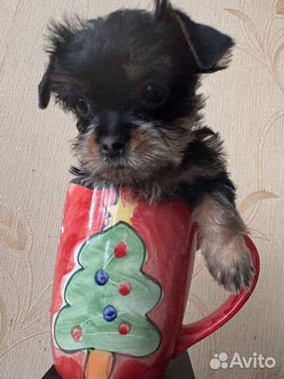 Йоркширский терьер щенки мини девочка