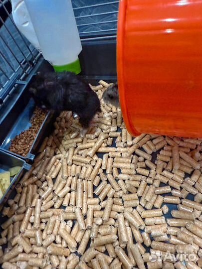 Хомяки джунгарики б