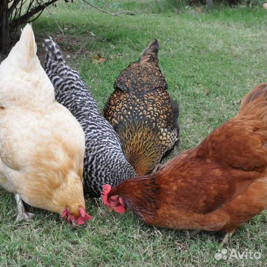 Птица, животные, комбикорм