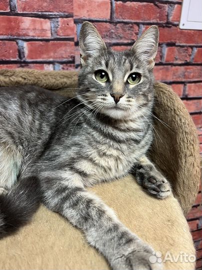 Очаровательная кошечка Алиса 2 года