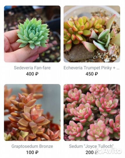 Комнатные суккуленты ч. 2