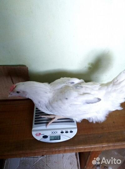 Курочки несушки бесплатная доставка на дом