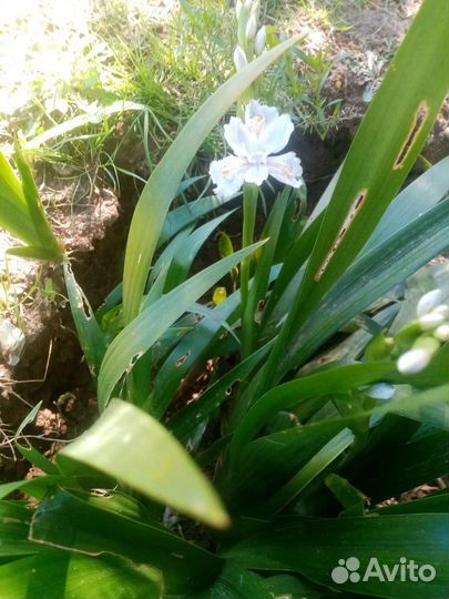 Ирис Японский Фрезия красная