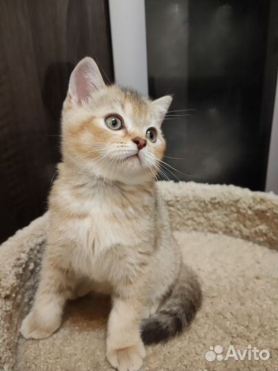 Шотландские котята