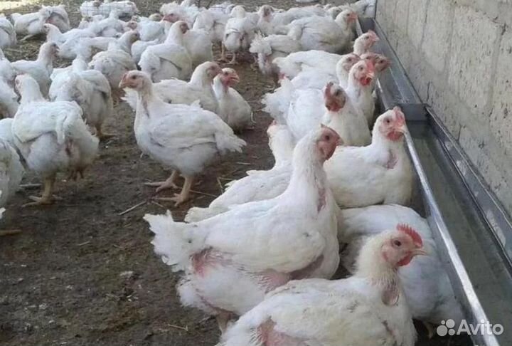 Бройлеры, Куры, Утки