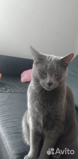 Дымчатый ласковый мальчик Бакс ищет свой дом