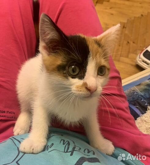 Трехцветный котенок в добрые руки