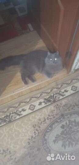 Сибирский кот