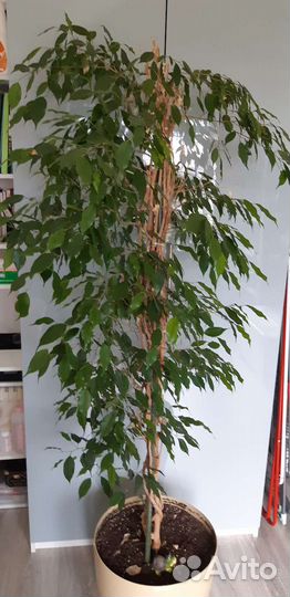 Фикус бенджамина большой