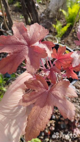 Хосты и гейхеры