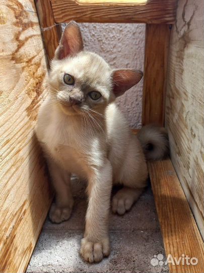 Бурманские котята