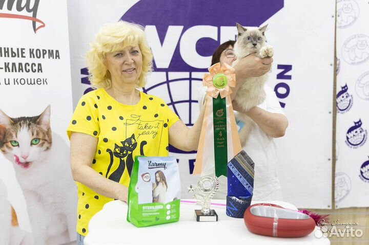 Рэгдолл котята