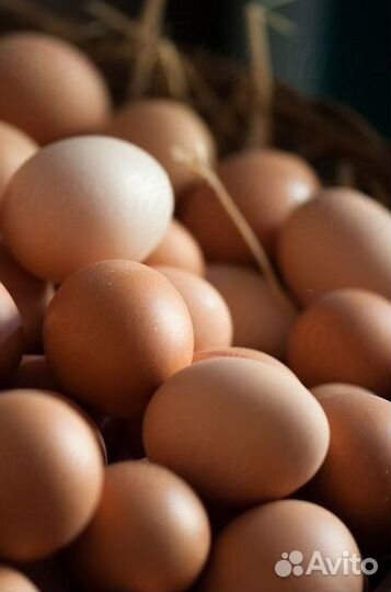Домашние куриные яйца