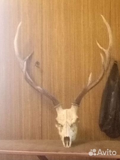 Оленьи рога