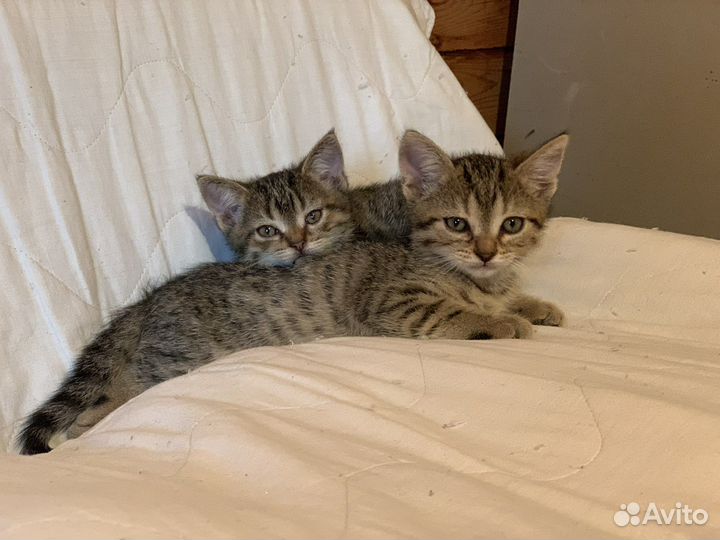 Котята мальчики 2 мес