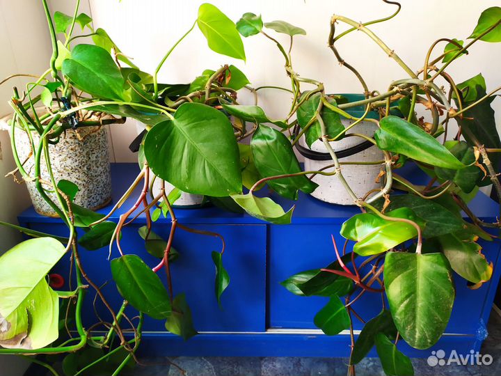 Комнатные цветы,сухоцветы,букеты