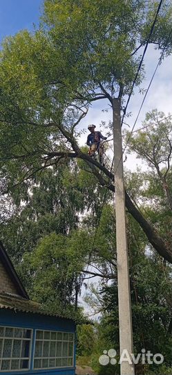 Спил деревьев