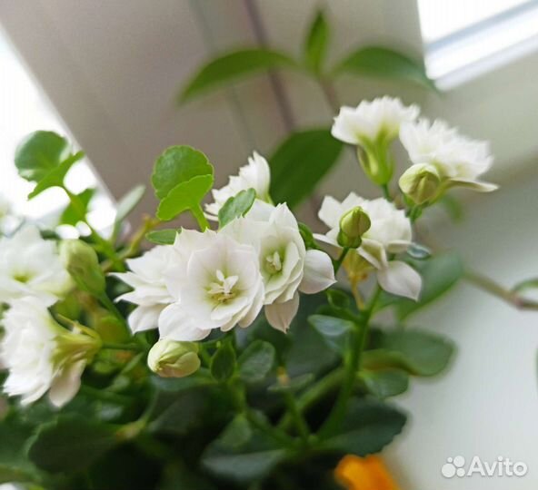 Комнатные цветы, растения разные