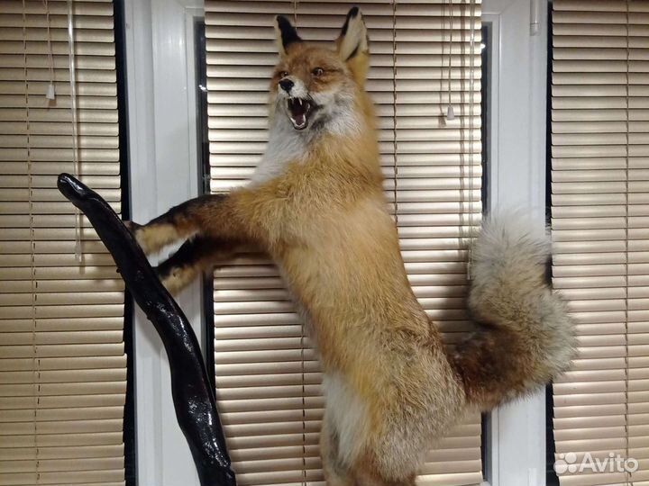 Чучело лисы