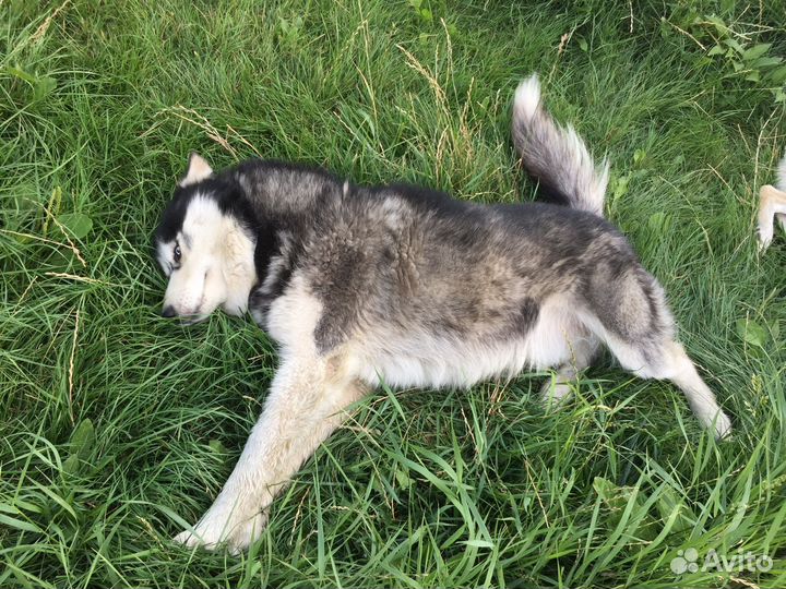 Кобель для вязки