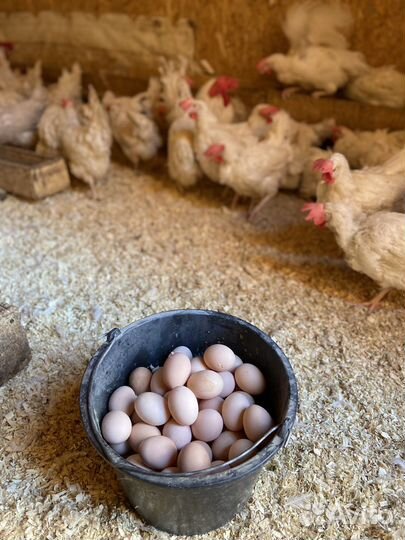 Куры Легорны Кораллы 8 мес