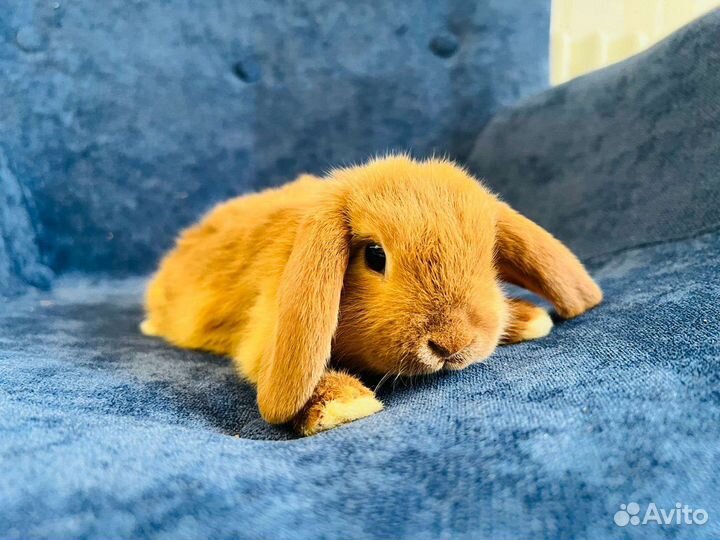 Кролик мини карликовый