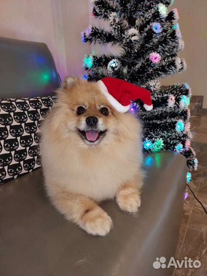 Груминг собак и кошек