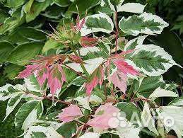 Клен Фламинго крупномер