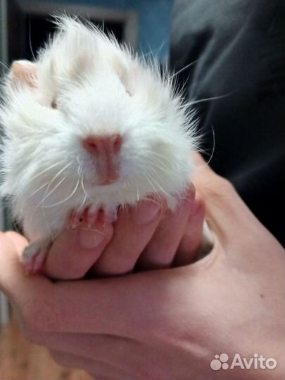 Морские свинки