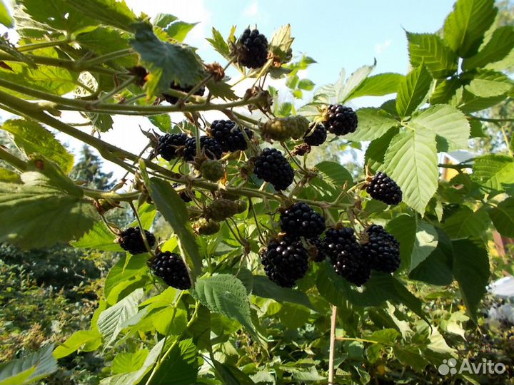 Ежевика, малина, жимолость саженцы для посадки