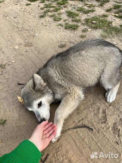 Собака в добрые руки