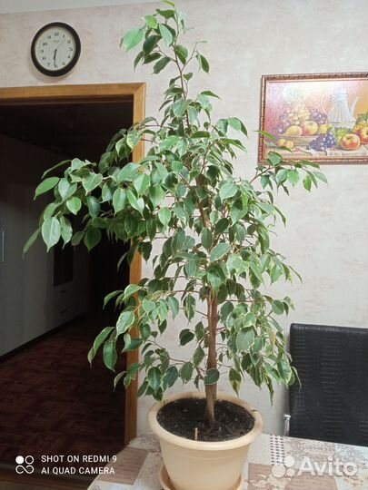 Фикус бенджамина пестролистный