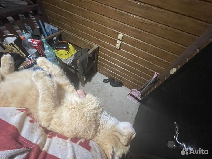 Кот однозначный